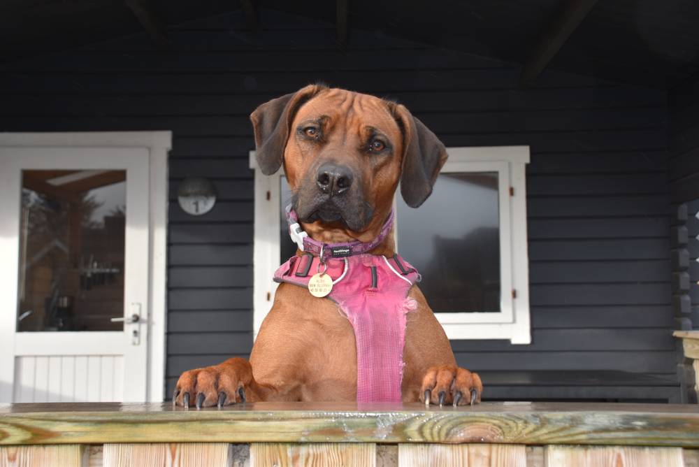 vejspærring Snazzy snak Hund i hytte - Hyttehund
